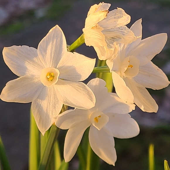 Meet your Posher, Sara - Picture 1 of 1